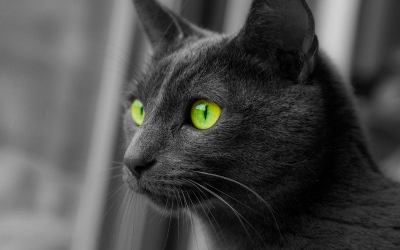 Кошка с зелеными глазами
