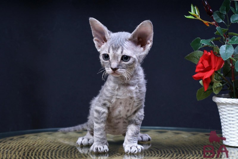 Парода дэлн РЭКС кошка