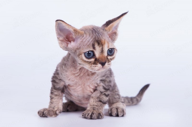 Кот породы Девон рекс