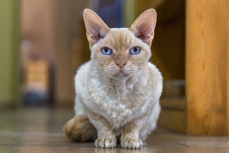 Девон рекс кошка