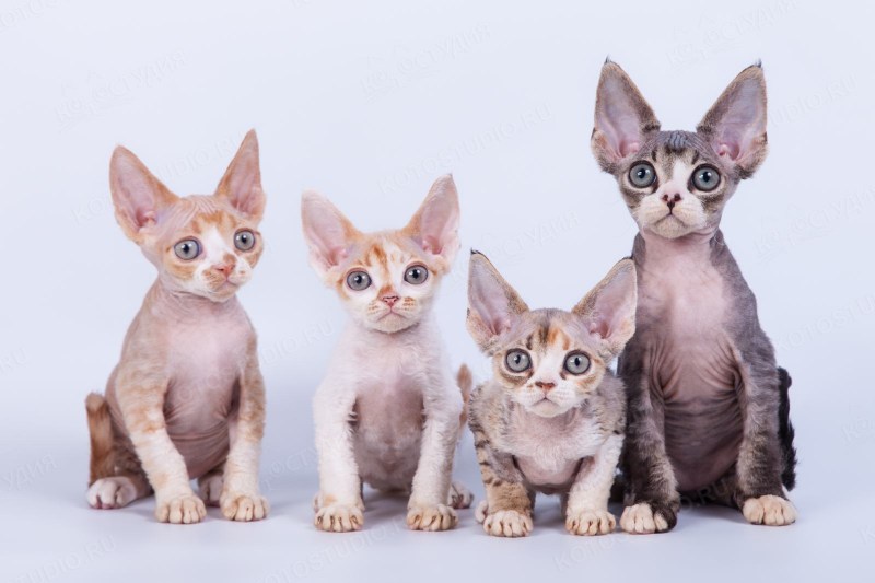 Голландский рекс кошка