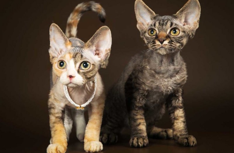 Коты породы Девон рекс