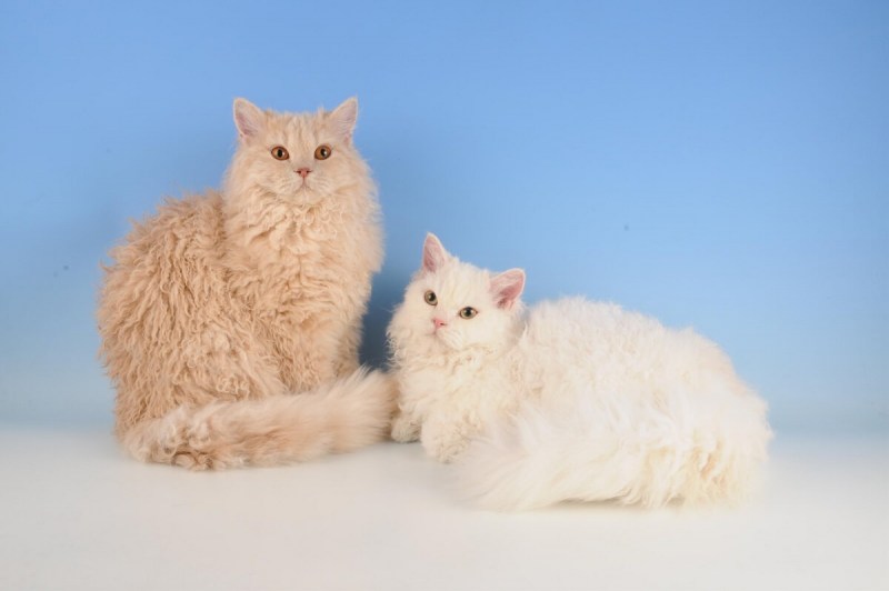 Коты Селкирк рекс