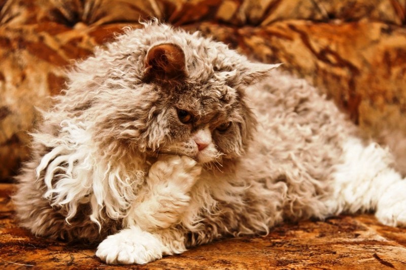 Кот Селкирк рекс