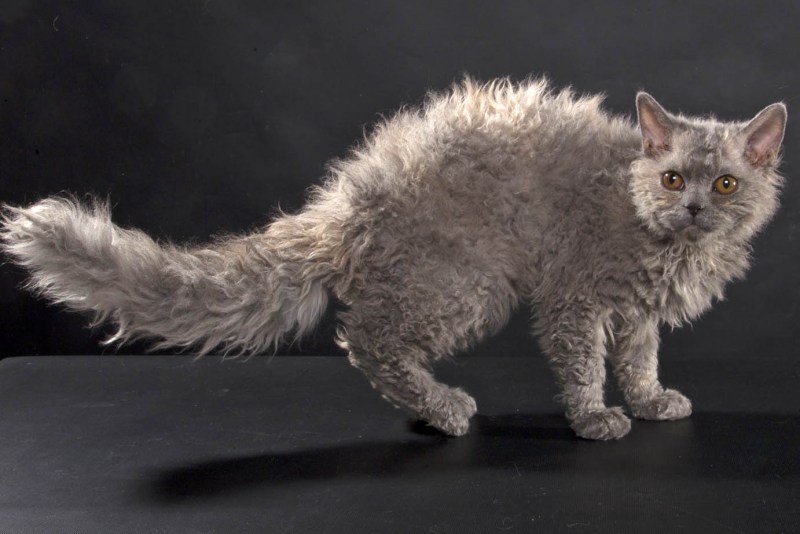 Кот Селкирк рекс