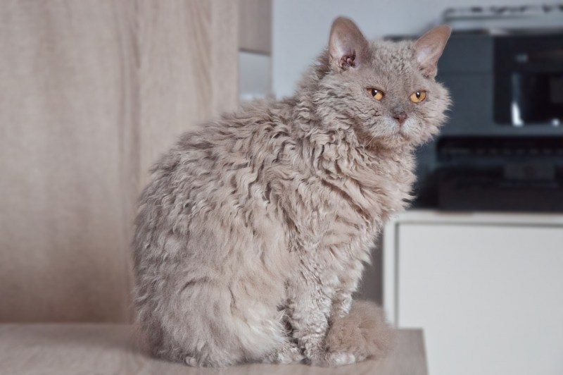 Кот Селкирк рекс