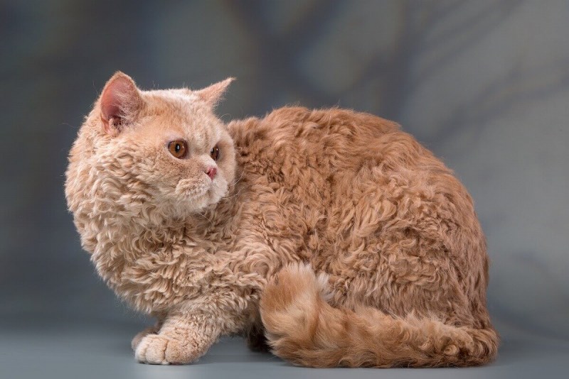 Кошка Селкирк рекс