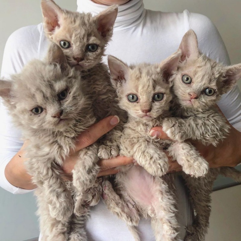 Кот Селкирк рекс