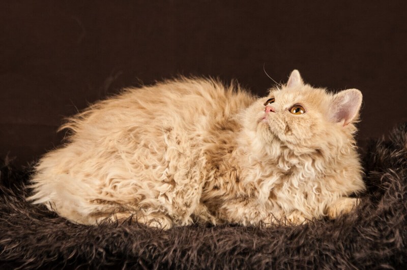 Кошка Селкирк рекс