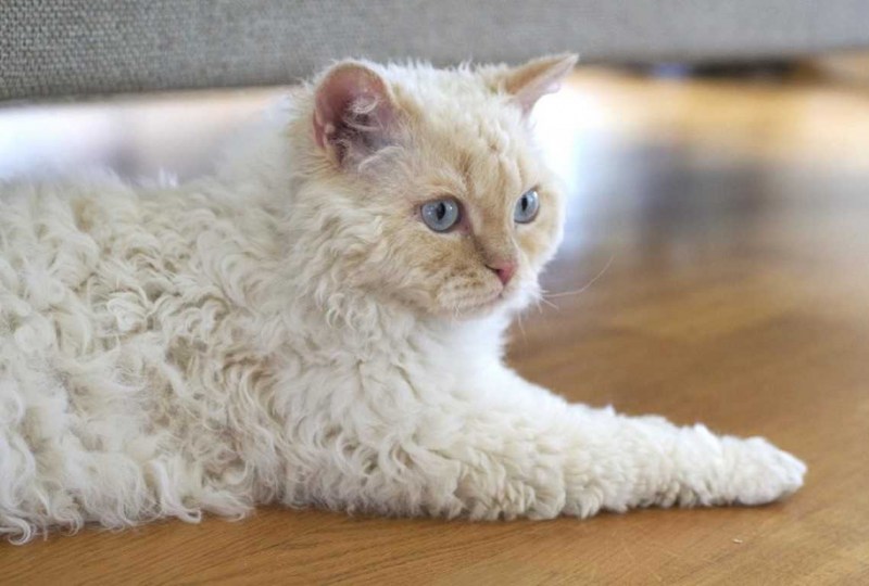 Кот Селкирк рекс