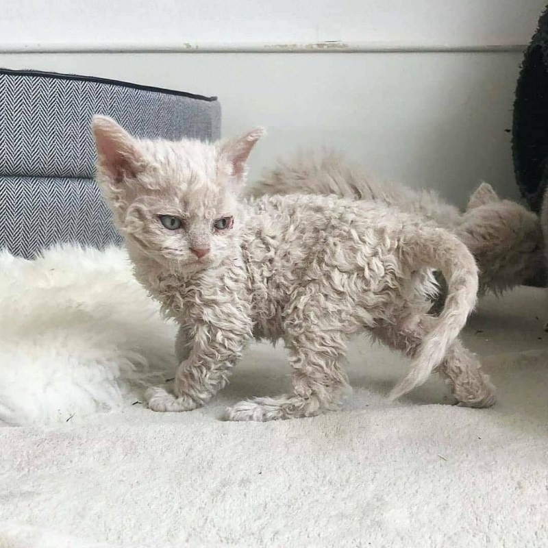 Кошка Селкирк рекс короткошерстный
