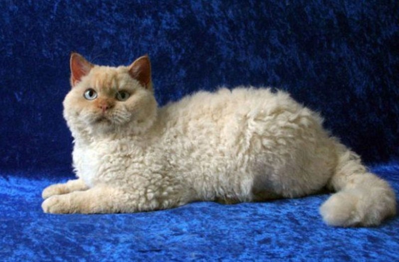 Кошка Селкирк рекс кудрявая