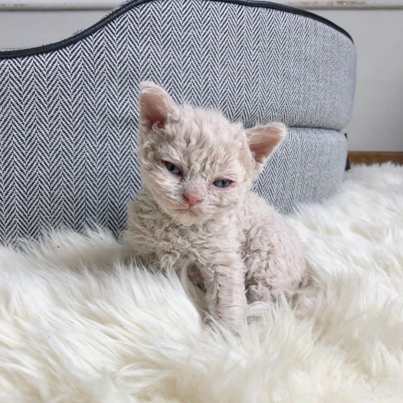Кот Селкирк рекс