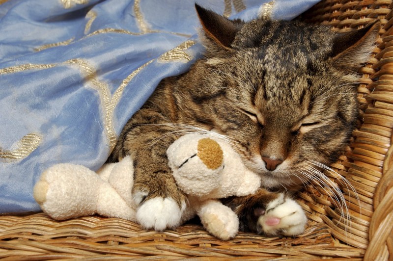Котэ спит