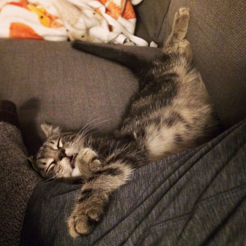 Спящие котики