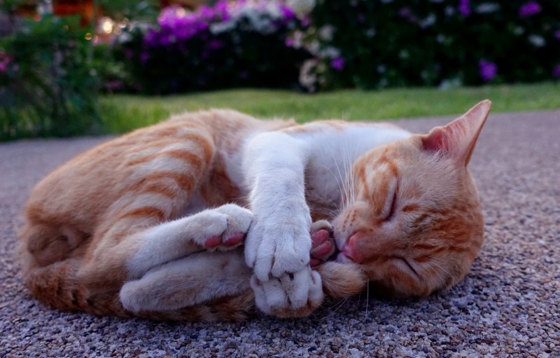 Спящий кот