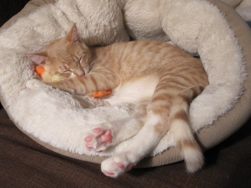 Коты спят