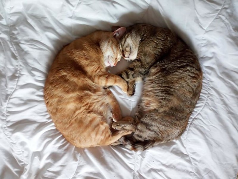 Спящие в обнимку коты