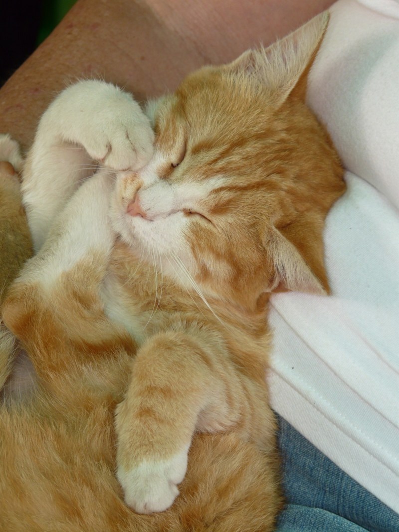 Сеящий кот