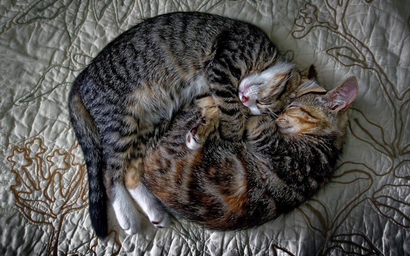 Спящие кошечки