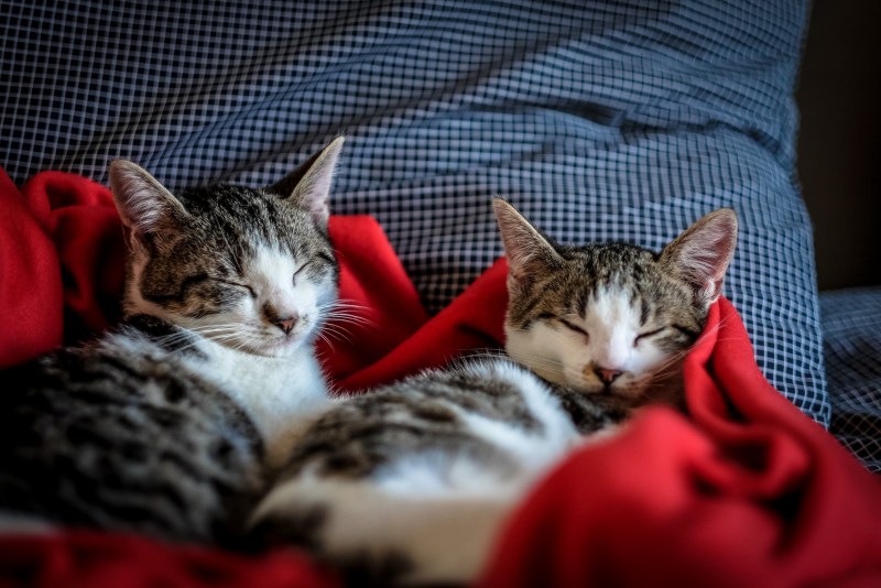 Котя спит