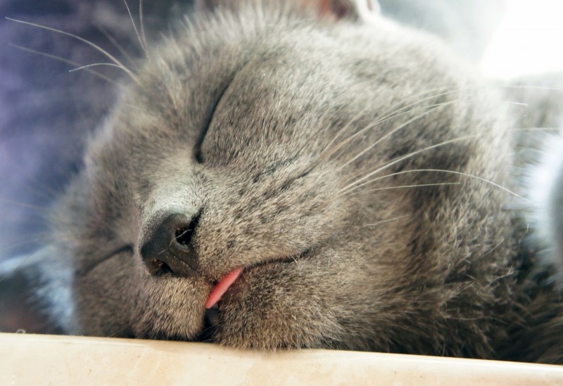 Спящие коты