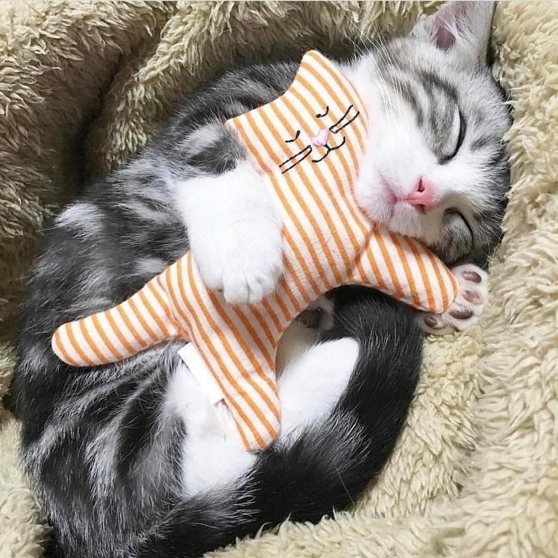 Сладкая кошечка