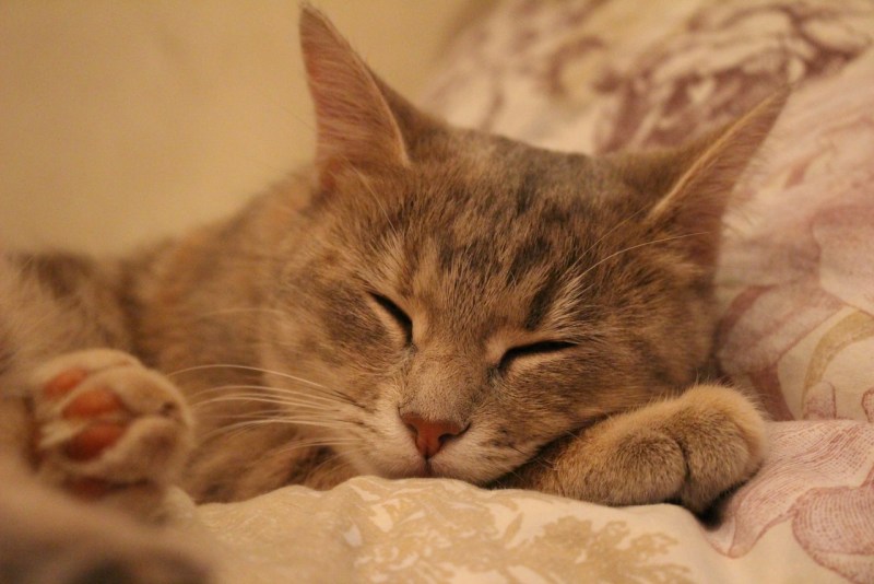 Спящий кот