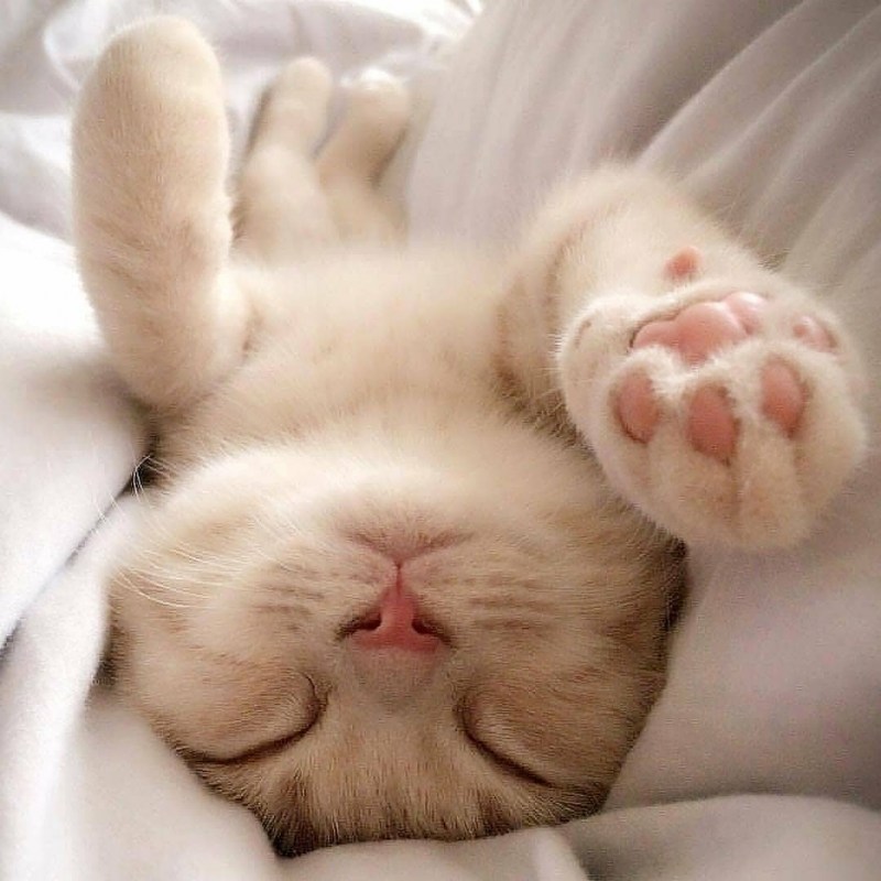 Милые котики спят