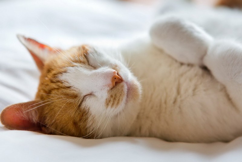 Спящие котики