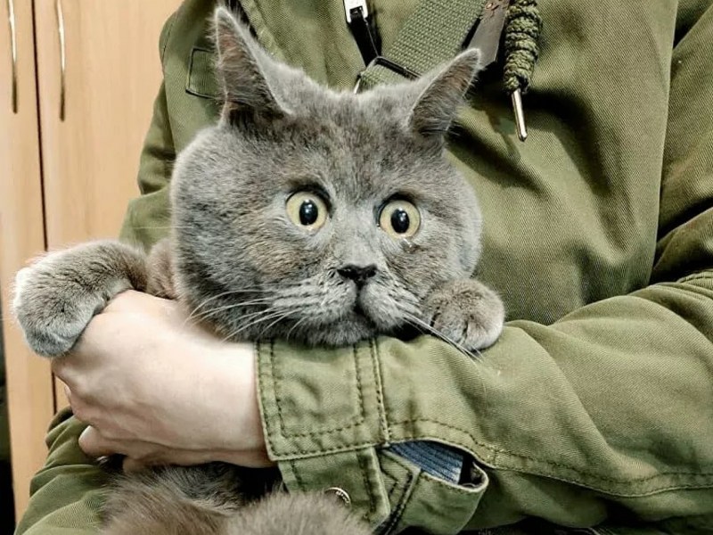 Ростовский кот Федя