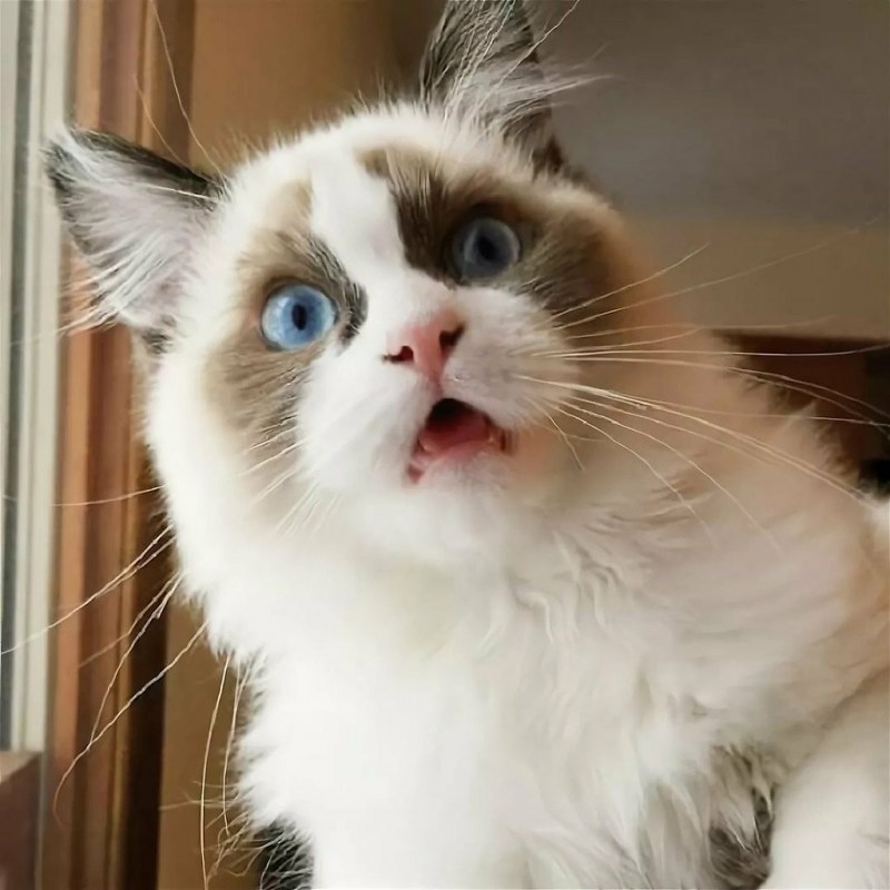 Удивление кота