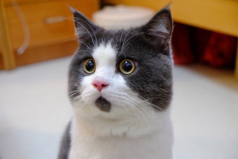 Удивление кота