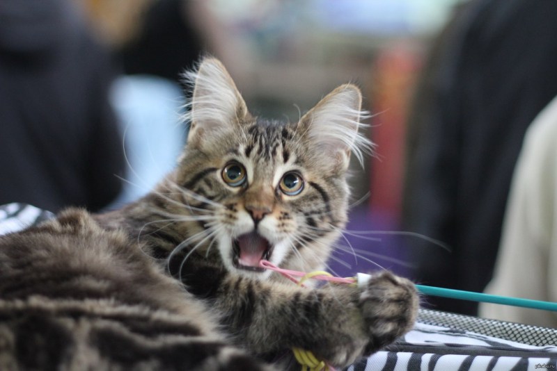 Котенок удивлен