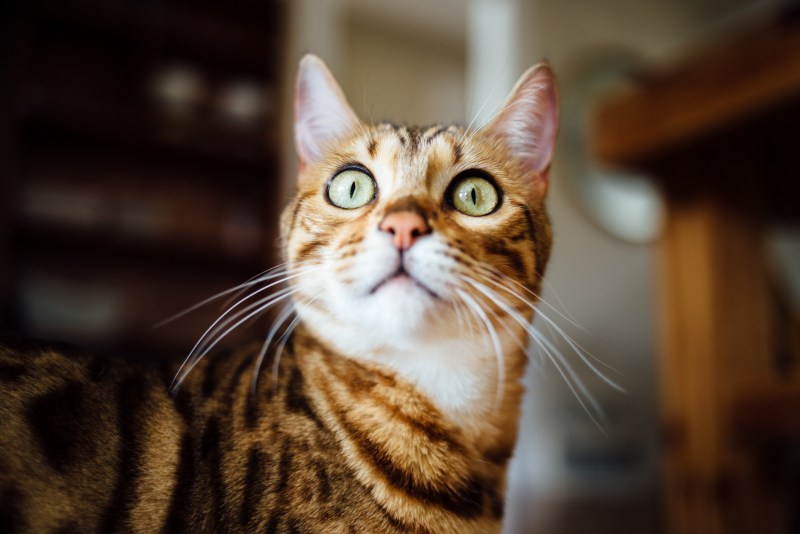 Удивленный кот