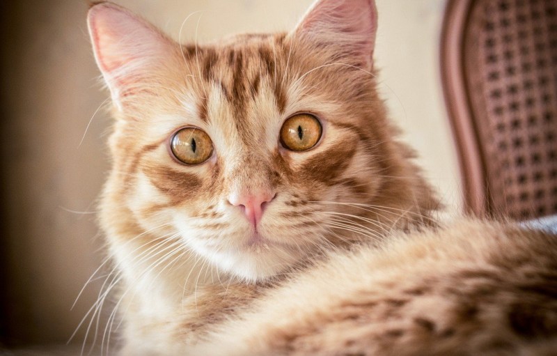 Удивленная кошка