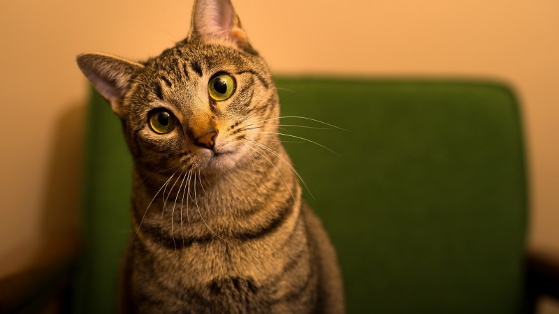 Прикольные коты