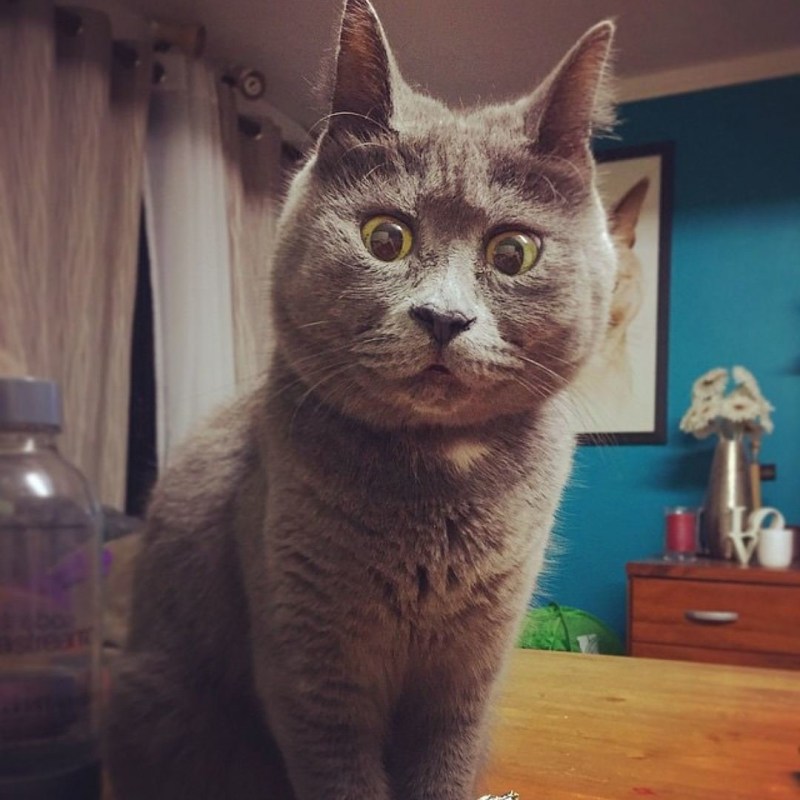 Котик Кевин