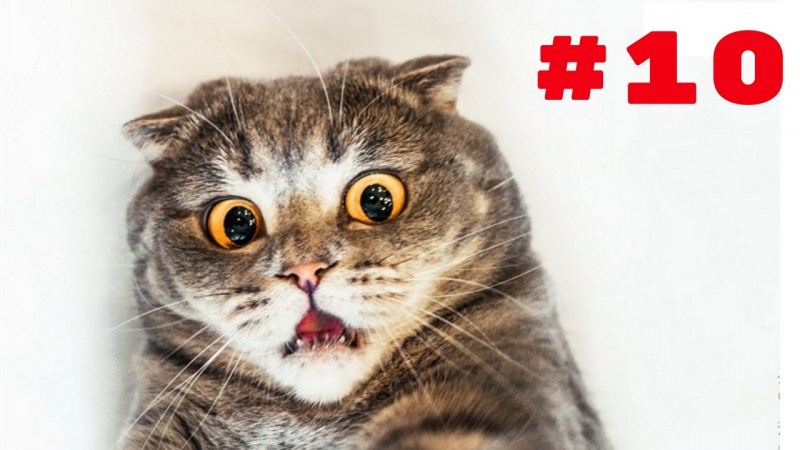 Напуганный котик