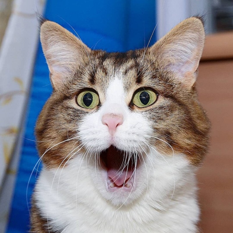 Удивленный котэ