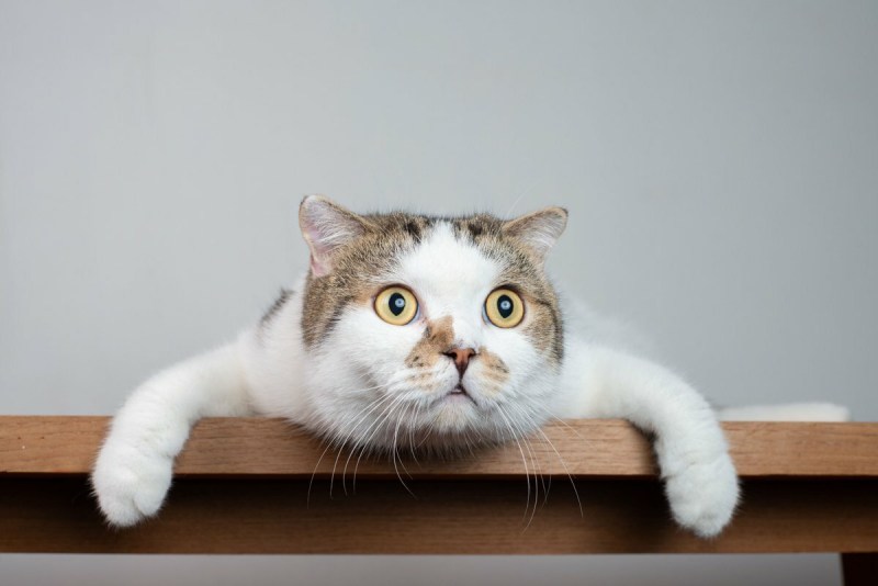 Удивленная морда кота