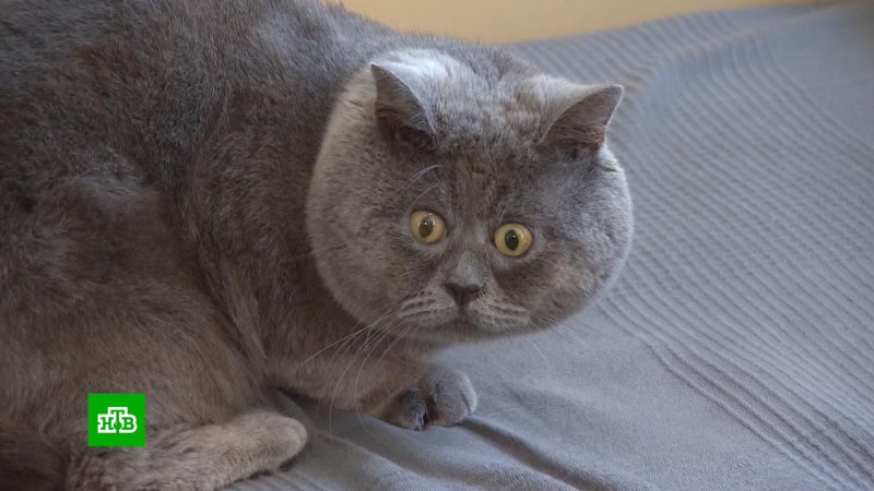 Удивлённый кот Федя из Ростовской области