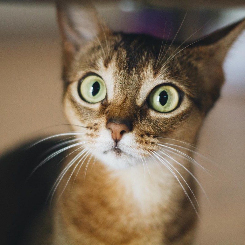 Удивленный взгляд кота