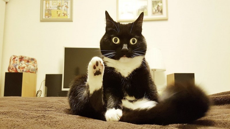 Смешные кошки