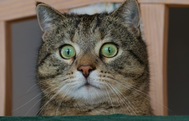 Удивленная морда кота