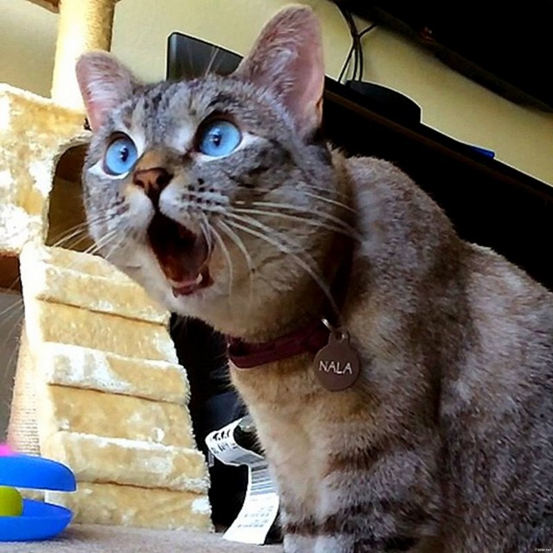 Смешной удивленный кот