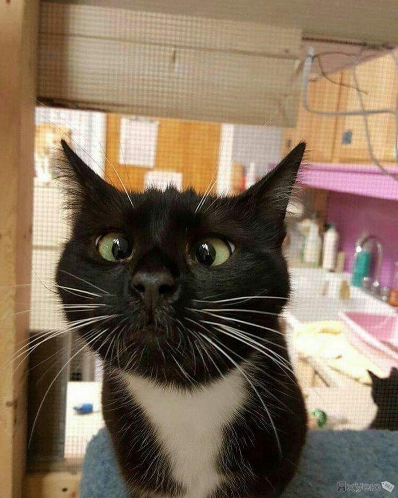 Кот в шоке