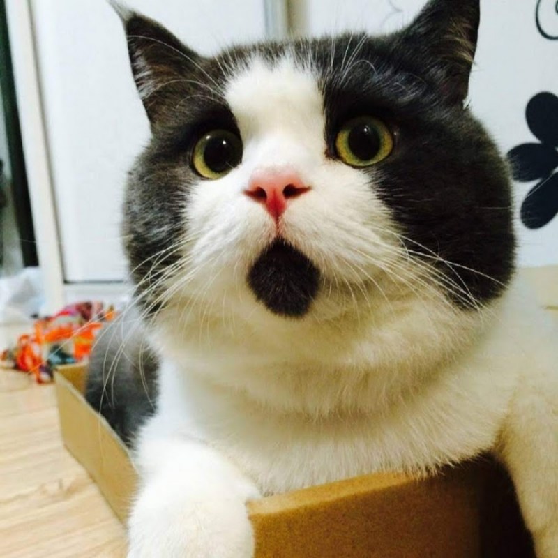 Смешной удивленный кот