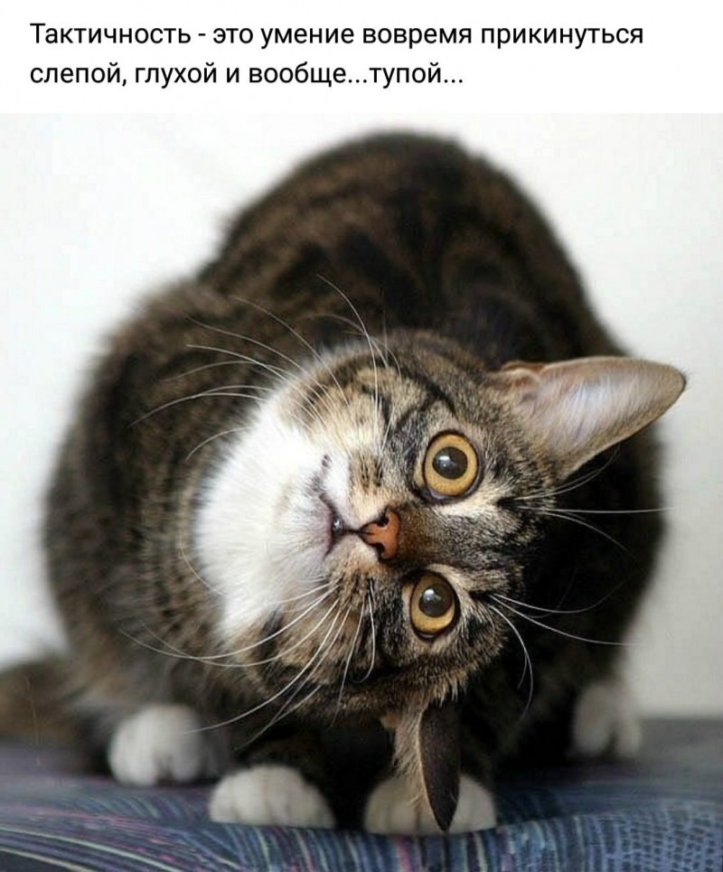 Удивленный кот