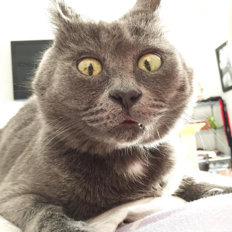 Удивленный кот